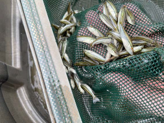 DEVELOPING FISH HABITAT - Roughly 9,000 2-inch TITAN MAXX Florida largemouth bass were released at Lake Monticello in early May to add more trophy-class genetics to the fertile fishery. (Photo courtesy AGFC)