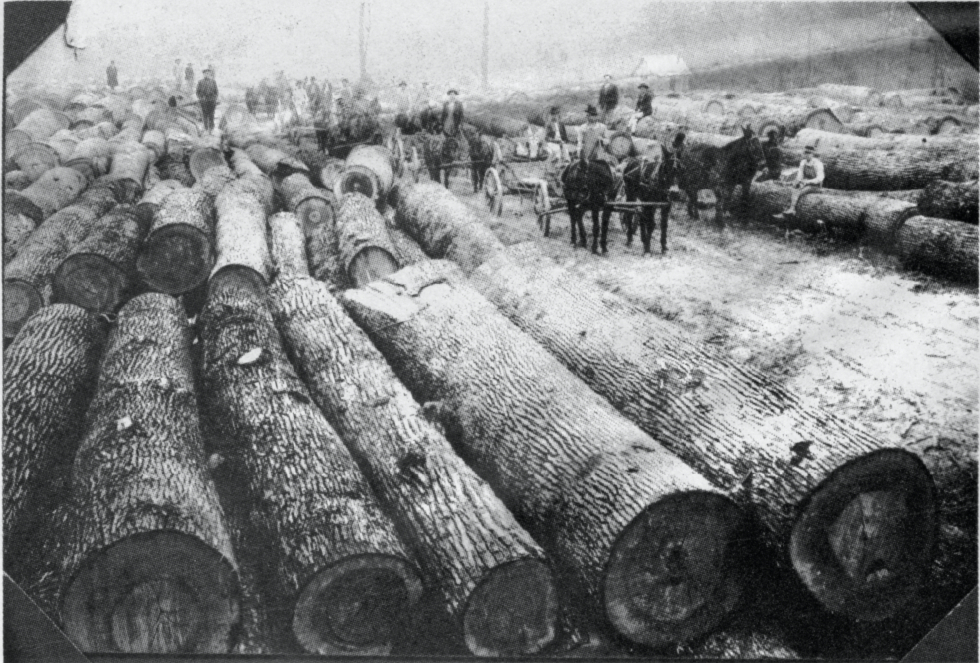 GLIMPSES  FROM  THE  PAST - This week's glimpse takes a look at a hardwood timber operation in the early days of the county. The work was being carried out in Moro Creek bottoms near Kingsland. This was in a time when teams of mules, horses and oxen were used to move the logs to nearby mills or tram roads. For questions or comments, contact Stan Sadler at sadler.stan@yahoo.com