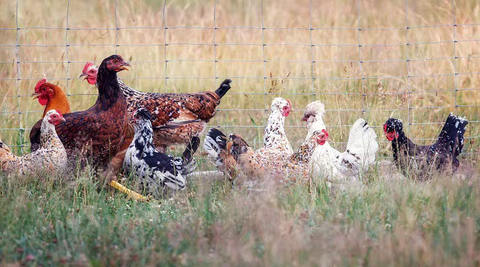 Photo Courtesy U.S. Centers for Disease Control and Prevention