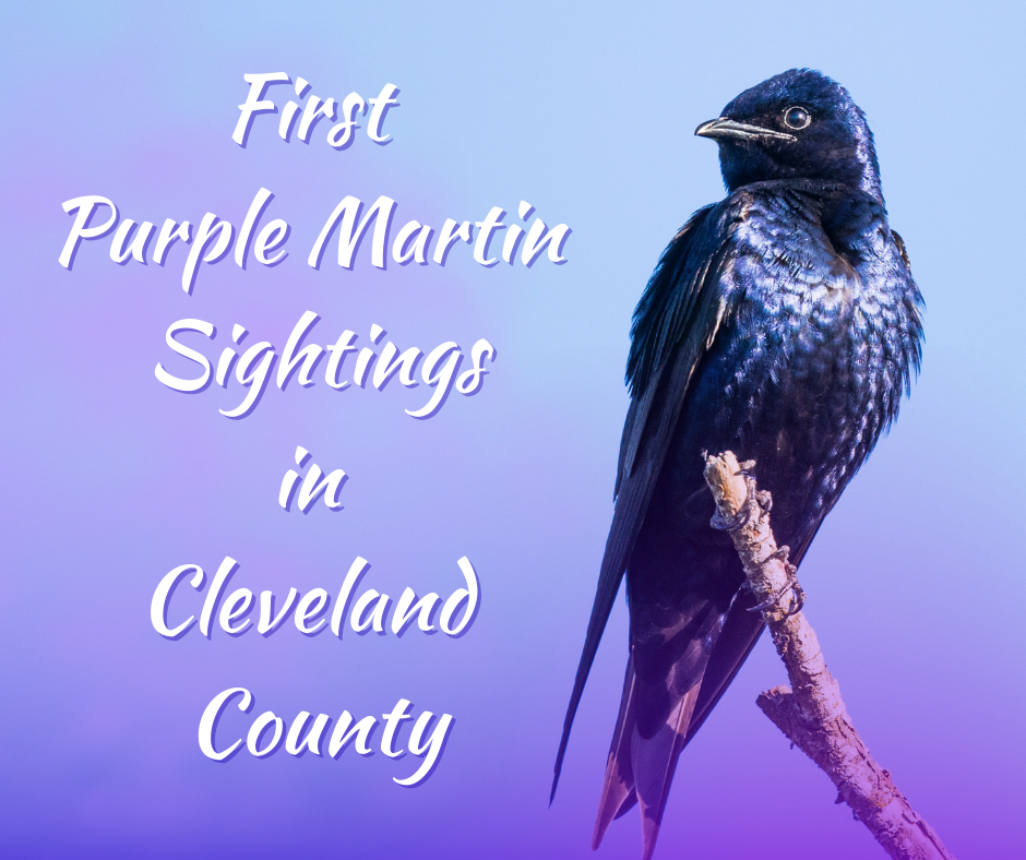 First Purple Martins Spotted in County