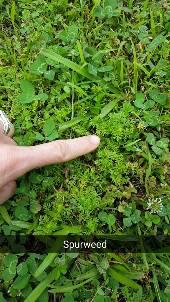 Spurweed
