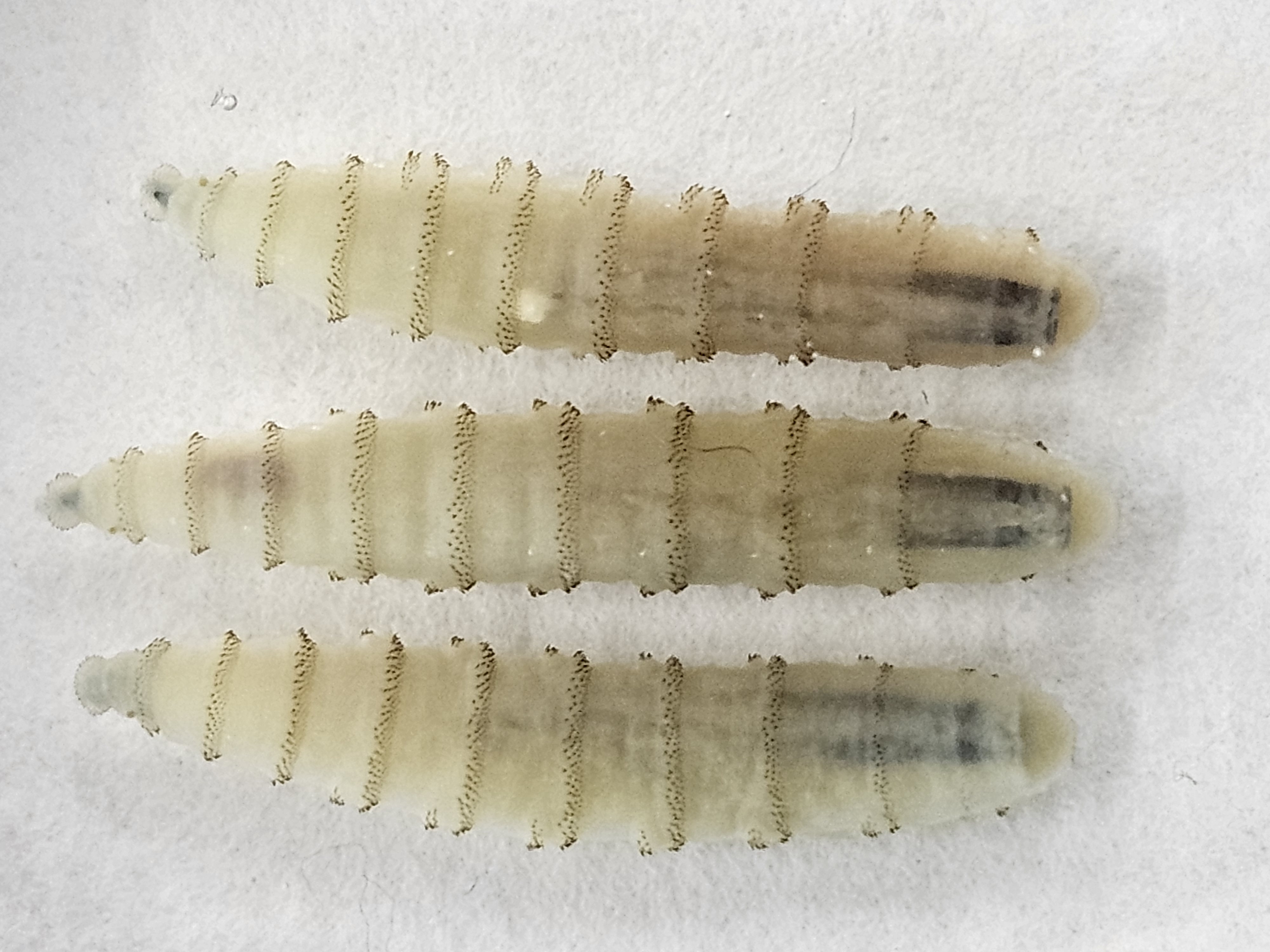 Screw Worm Larva