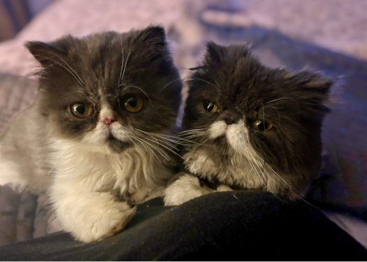 Paws 4 Safety
