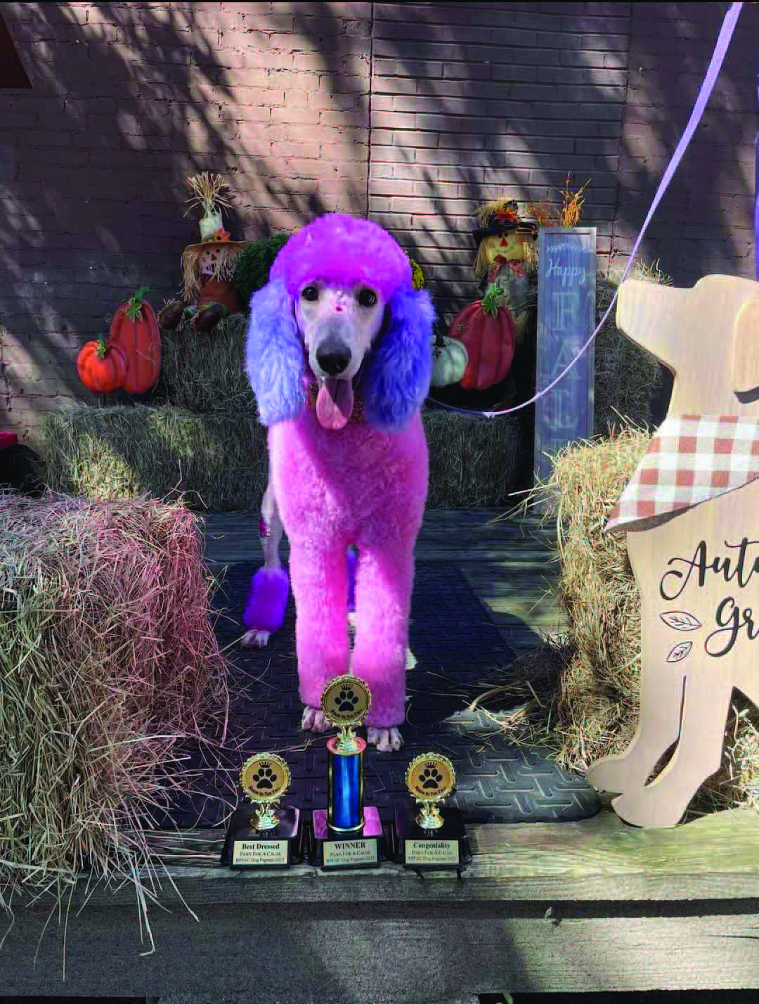Darcy - Winner, Best Dressed and Congeniality