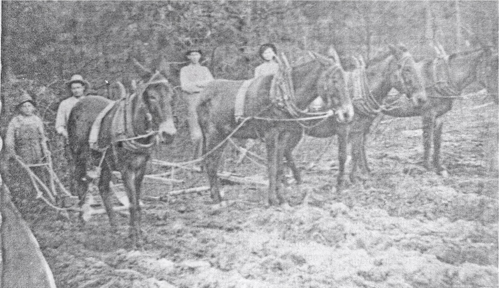 GLIMPSES FROM THE PAST - This glimpse from the past takes us back to about 1910. and shows Dewey Holderfield. Garland Holderfield, Matt Holderfield and Vess Kimbrell getting a field ready for planting in Cleveland County. For questions or comments, contact Stan Sadler at sadler.stan@yahoo.com mailto:sadler.stan@yahoo.com