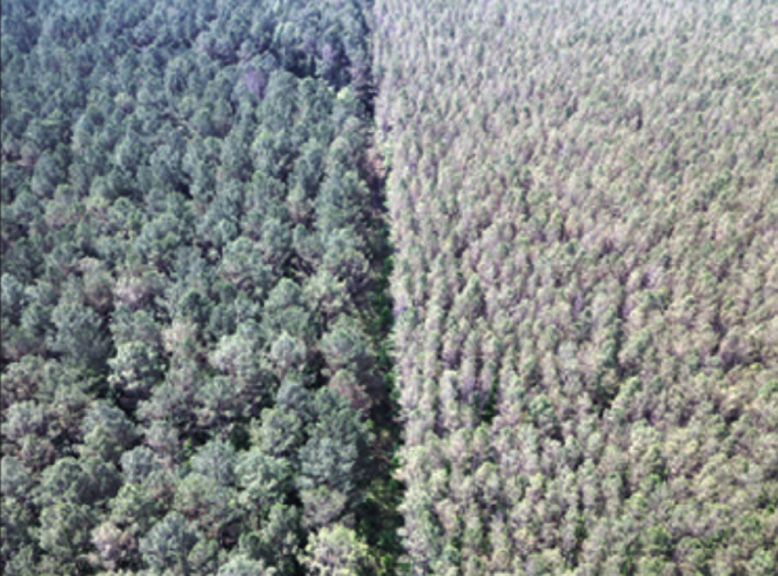 A TALE OF TWO STANDS - The right side of this photo shows a sta nd with blight versus an unaffected stand of trees on the left. Photo taken in Mississippi by John Riggins of Oregon State University.