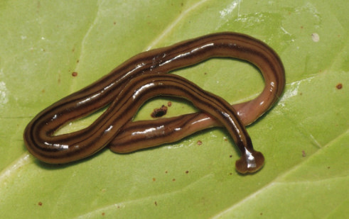 Hammerhead Worm