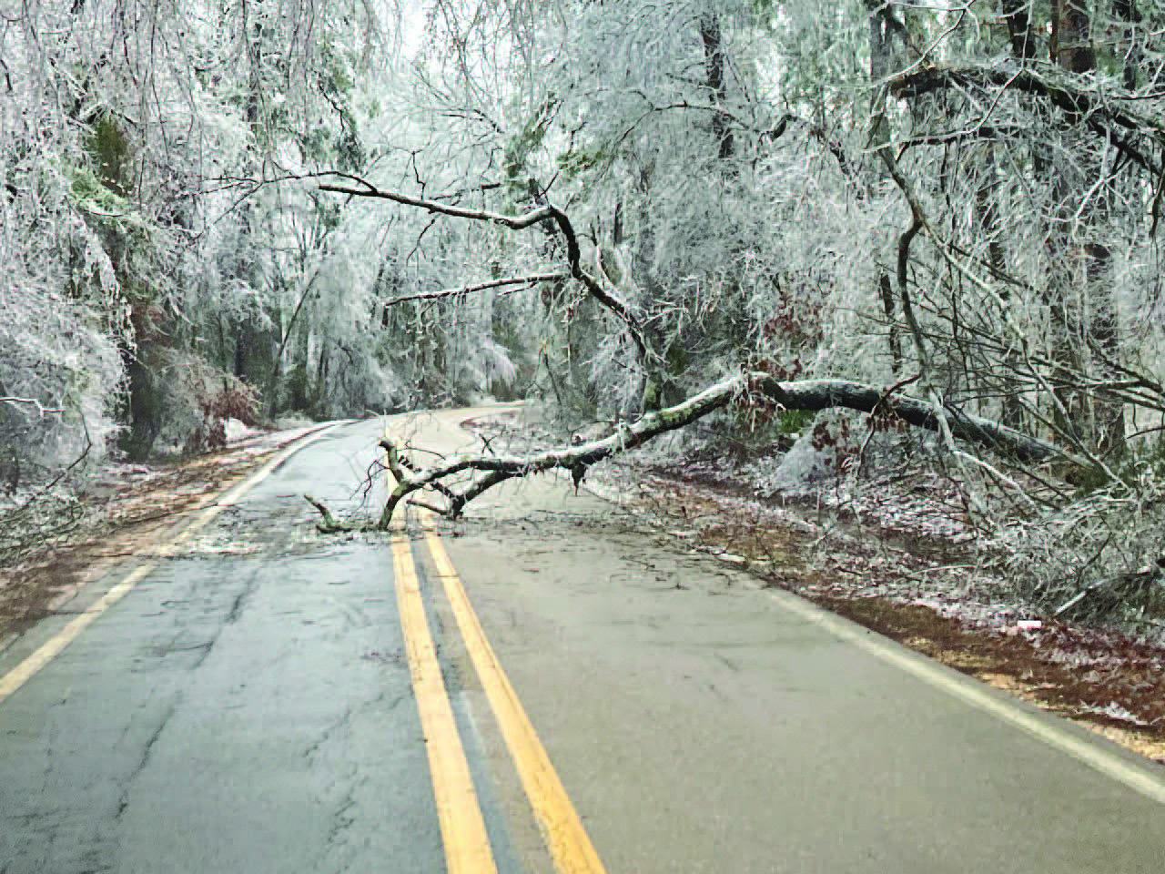 FAMILIAR SCENE AROUND CLEVELAND COUNTY - A fallen tree blocks a lane traffic along Hwy. 133 north of Rison after last week's ice storm with about a half inch of ice accumulate snapped trees and trees limbs, and downed power lines. Charlotte Quimby of the Arkansas Department of Transportation service center at Rison said every highway in the county had trees across them as a result of the storm, including U.S. Hwys. 63 and 79.