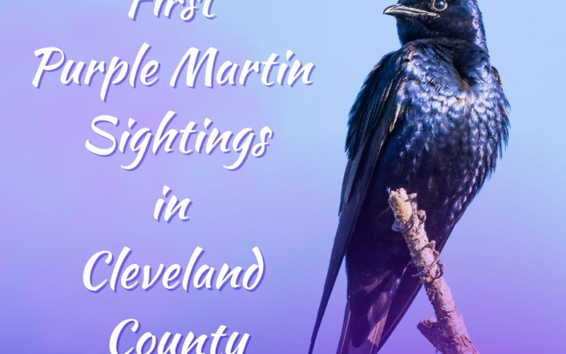 First Purple Martins Spotted in County