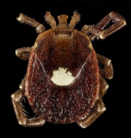 Lone Star Tick