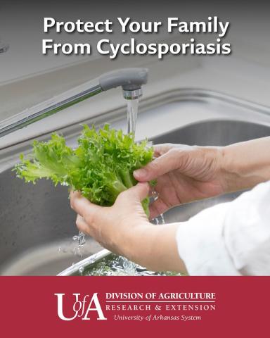 MINIMIZING RISK — Although washing produce can reduce contamination, it's important to remember that it may not remove all Cyclospora. (Division of Agriculture graphic.)