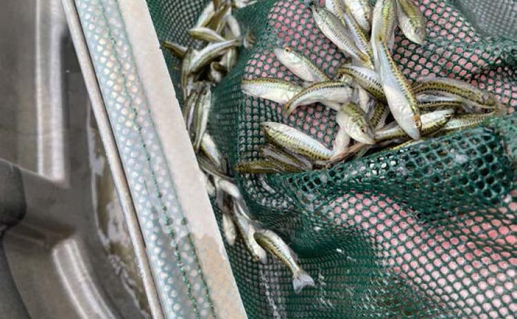 DEVELOPING FISH HABITAT - Roughly 9,000 2-inch TITAN MAXX Florida largemouth bass were released at Lake Monticello in early May to add more trophy-class genetics to the fertile fishery. (Photo courtesy AGFC)