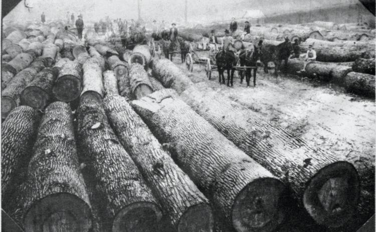 GLIMPSES  FROM  THE  PAST - This week's glimpse takes a look at a hardwood timber operation in the early days of the county. The work was being carried out in Moro Creek bottoms near Kingsland. This was in a time when teams of mules, horses and oxen were used to move the logs to nearby mills or tram roads. For questions or comments, contact Stan Sadler at sadler.stan@yahoo.com