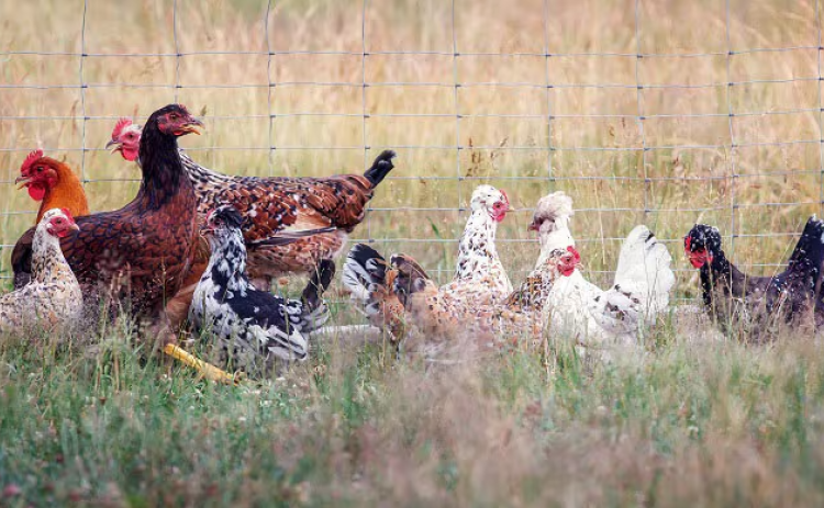 Photo Courtesy U.S. Centers for Disease Control and Prevention
