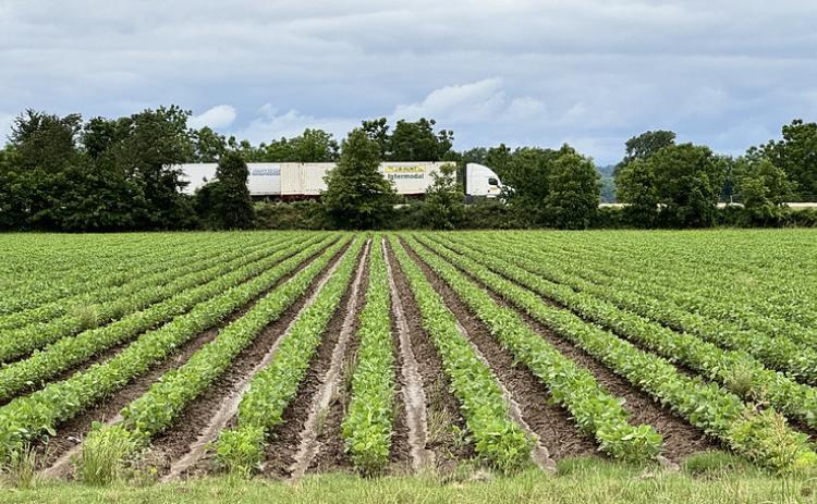 Soybeans in the ground near Widener, Arkansas. (UADA photo)