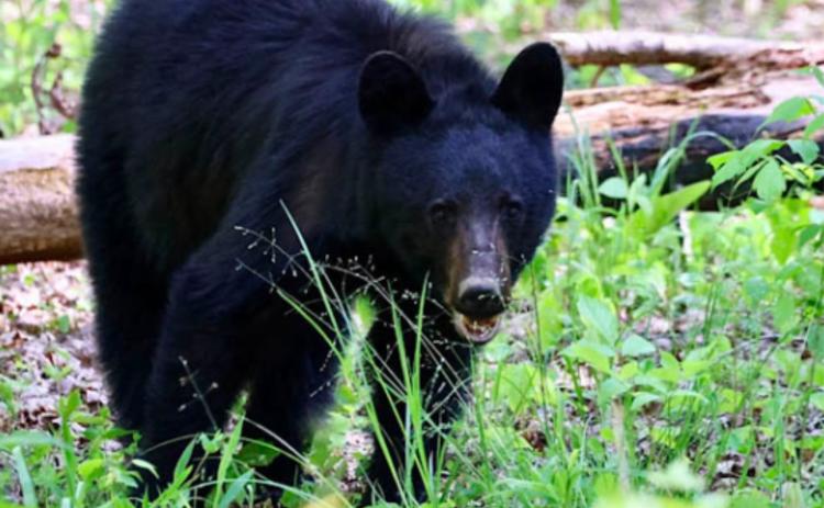 BEARWISE — Wildlife experts emphasize that bears are typically more interested in avoiding people than interacting with them. (Photo by Bob Black of Ashdown, Ark.)