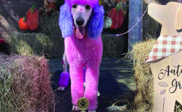 Darcy - Winner, Best Dressed and Congeniality