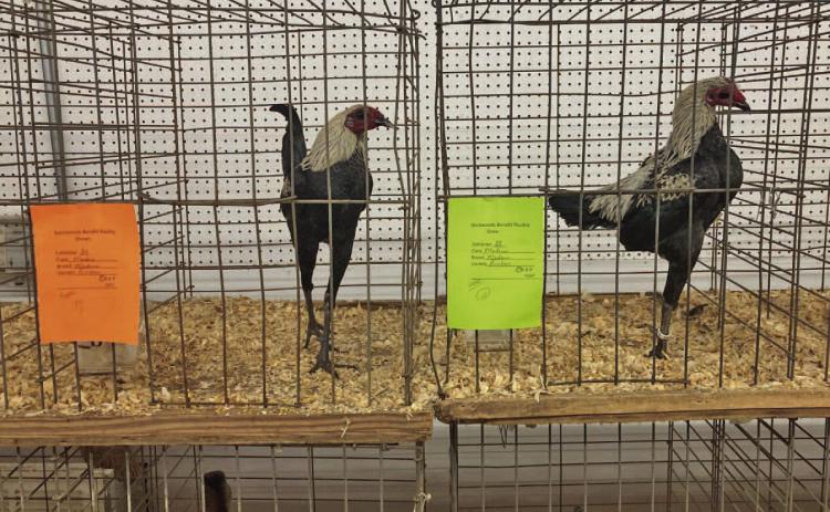 Among the chicken entries were these two Modern Birchens that have long legs and slender bodies. Another part of the show was the showmanship competition for younger competitors.