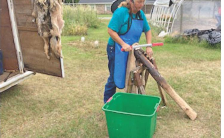 TANNING HIDES - Shona Jordan from Pike County demonstrates the process of converting an animal hide into a pelt during the Arkansas Homesteading Conference held last year at the Pioneer Village in Rison. Jordan, who is also a taxidermist, is returning to this year’s conference to once again discuss the process of tanning hides.