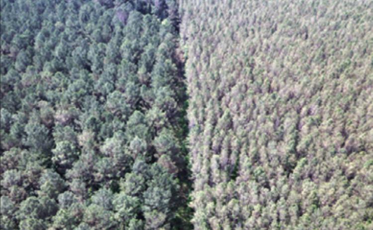 A TALE OF TWO STANDS - The right side of this photo shows a sta nd with blight versus an unaffected stand of trees on the left. Photo taken in Mississippi by John Riggins of Oregon State University.