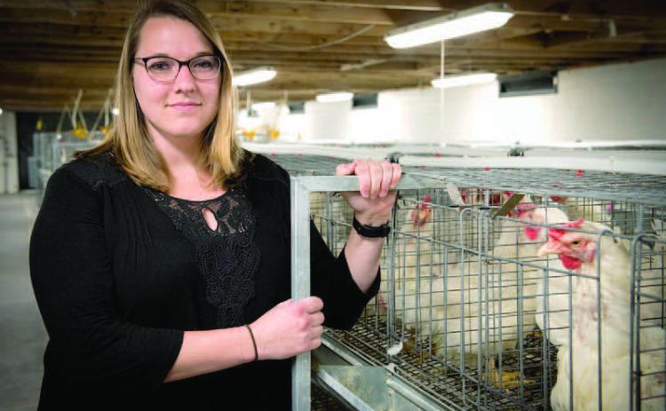 WATER EFFICIENT CHICKENS - Sara Orlowski, an associate professor of poultry science for the University of Arkansas System Division of Agriculture, compared water intake and food conversion ratios i n chickens bred for high, low and normal levels of water efficiency. (UA System Division of Agriculture photo)