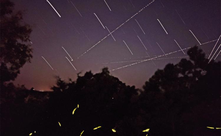 TIME-LAPSED LIGHTNING BUGS - This 22-minute exposure shows yellow lightning bug light trails against tree silhouettes. Above, star light streaks with earth's rotation and jet light contrails cross the sky. (Image courtesy Mary Hightower)