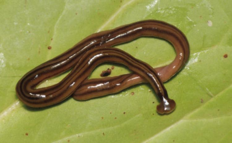 Hammerhead Worm