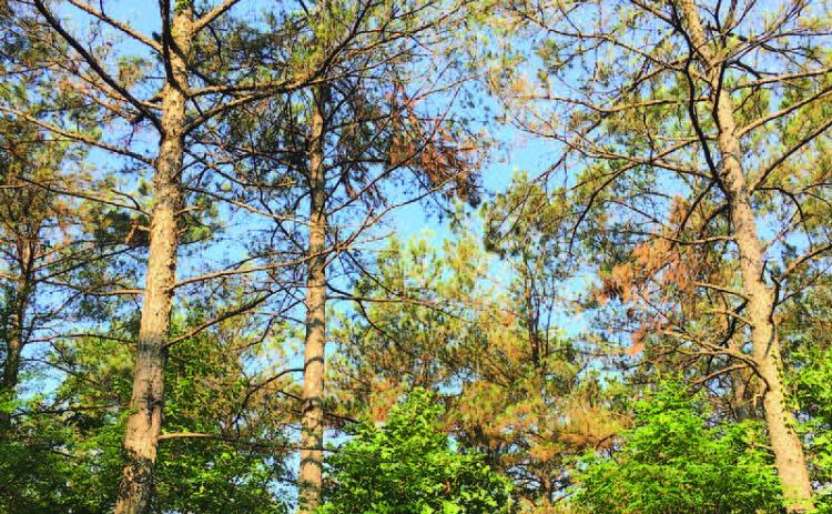 BROWNING PINE TREES - This photo shows a browning stand of loblolly pine trees in southern Arkansas. Recent diagnostic results have indicated the presence of brown spot needle blight in some of the trees that were studied/. However, researchers say other causes may be behind the ailment that is impacting pine trees in Arkansas and other states across the southeast U.S. (Photo courtesy of the University of Arkansas System Division o Agriculture).
